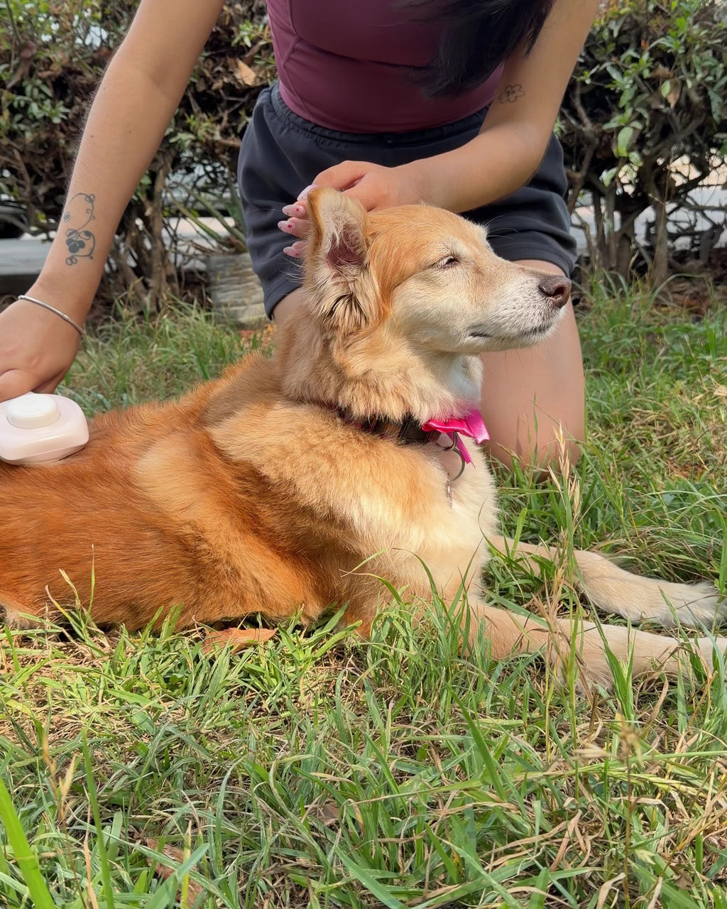Cepillo Removedor de Pelo para Perros y Gatos